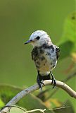 White-headed Marsh Tyrant